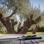 olivier pruning essential steps
